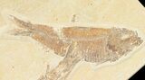Bargain Multiple Knightia Fossil Fish - Wyoming #48117-2